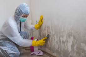 Why You Should Choose Our Mold Remediation Services in River Oaks, TX